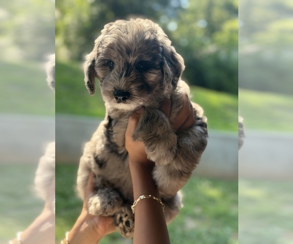 Medium Photo #3  Breeder Profile in CLEMSON, SC, USA