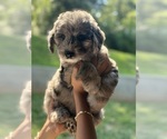 Small #2 Breeder Profile image