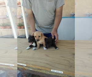 Jack Russell Terrier-Shih Tzu Mix Dog Breeder near SAN BERNARDINO, CA, USA