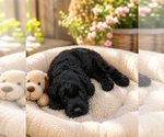 Small #3 Breeder Profile image