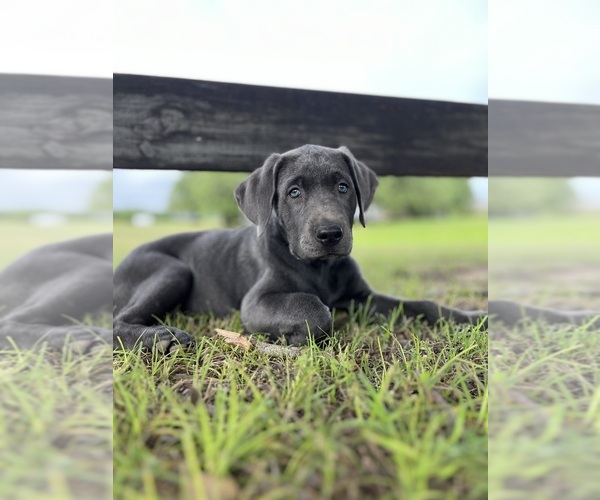 Medium Photo #8  Breeder Profile in MORGAN, TX, USA