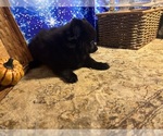 Small #2 Breeder Profile image