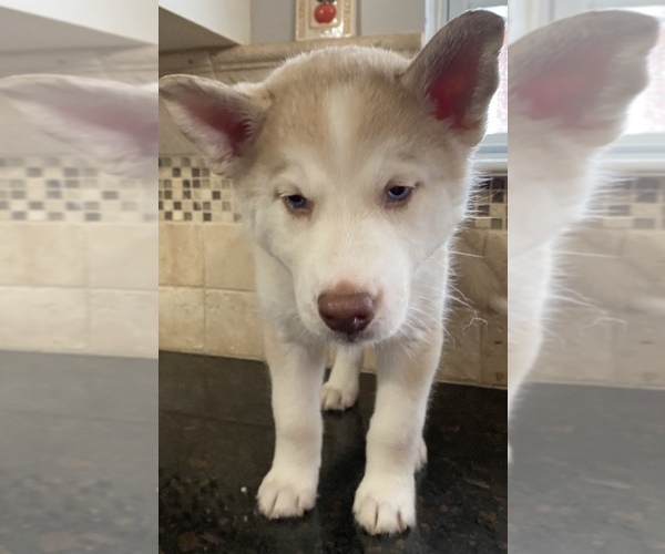 Medium Photo #1  Breeder Profile in HENDERSONVILLE, TN, USA