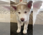 Small breeder photo