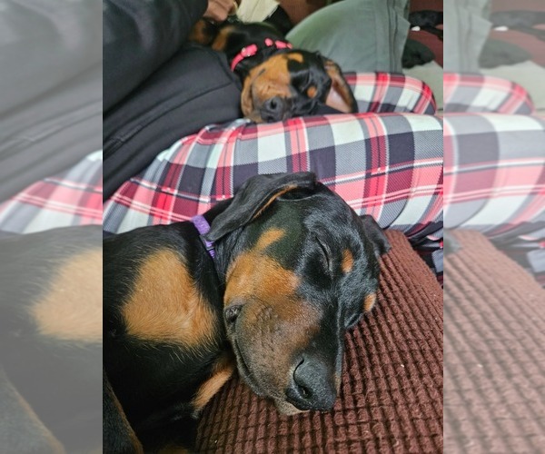 Medium Photo #2  Breeder Profile in NORTH SMITHFIELD, RI, USA
