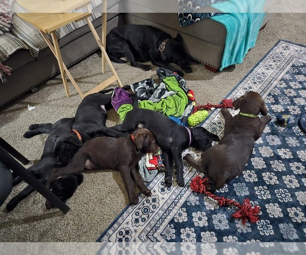 Medium Photo #2  Breeder Profile in COEUR D ALENE, ID, USA