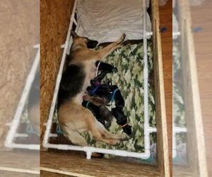 Main photo of Golden Shepherd Dog Breeder near WAUSEON, OH, USA