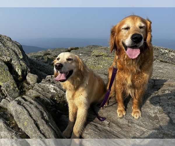 Medium Photo #1  Breeder Profile in CHARLOTTE, VT, USA