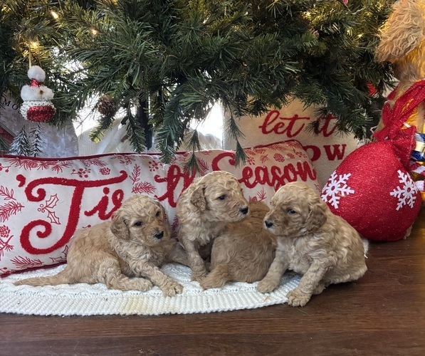 Medium Photo #1  Breeder Profile in DEXTER, MO, USA