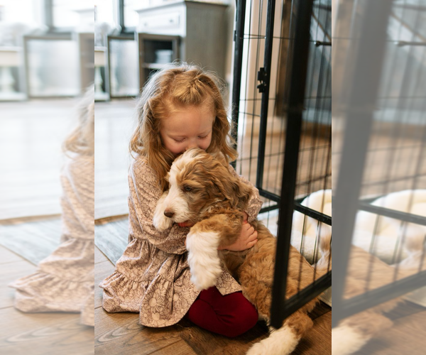 Medium Photo #37  Breeder Profile in SHIOCTON, WI, USA