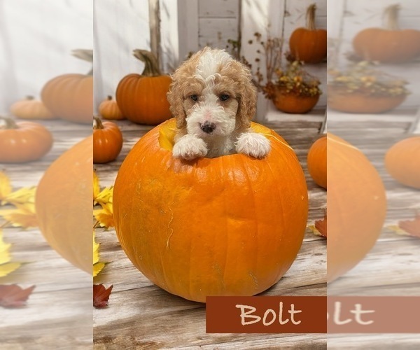 Medium Photo #6  Breeder Profile in MENIFEE, CA, USA