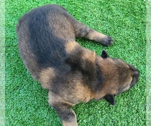 German Shepherd Dog Dog Breeder in CEDAR SPRINGS,  USA