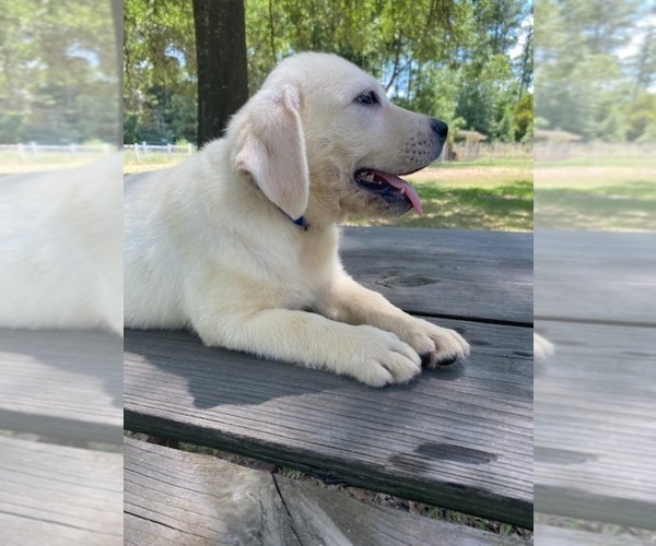 Medium Photo #4  Breeder Profile in LOVELADY, TX, USA