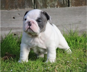 Main photo of Bulldog Dog Breeder near ERATH, LA, USA