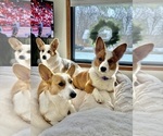 Small #26 Breeder Profile image