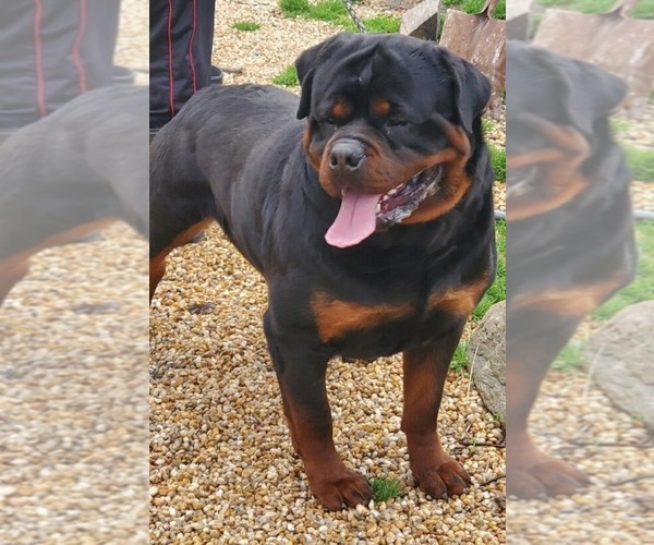 Medium Photo #20  Breeder Profile in HUGHESVILLE, MD, USA