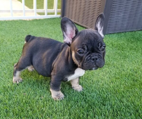 Medium Photo #11  Breeder Profile in LAS VEGAS, NV, USA
