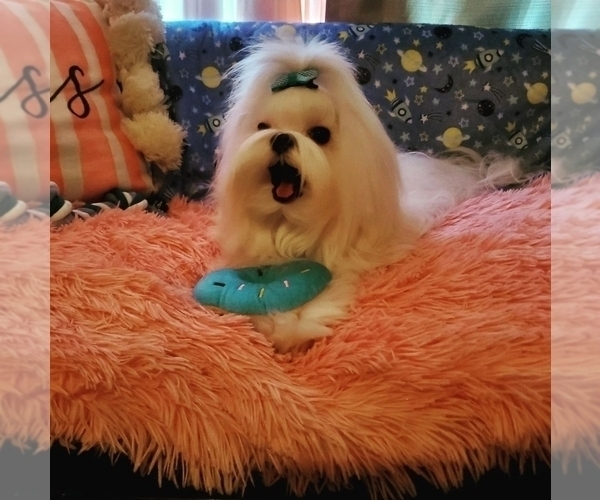 Medium Photo #1  Breeder Profile in ALTAMONTE SPRINGS, FL, USA