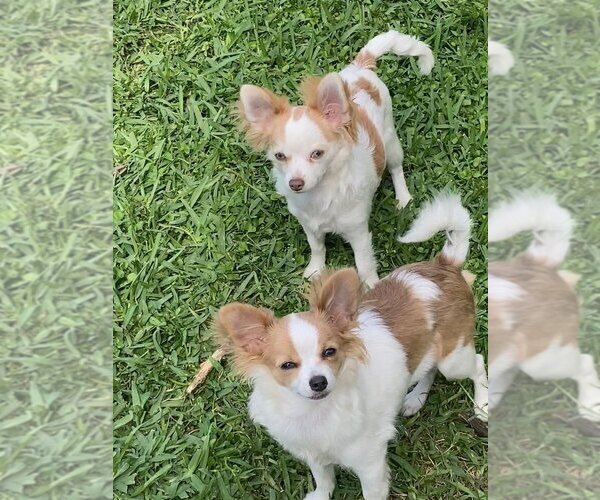 Medium Photo #26  Breeder Profile in HOMERVILLE, GA, USA