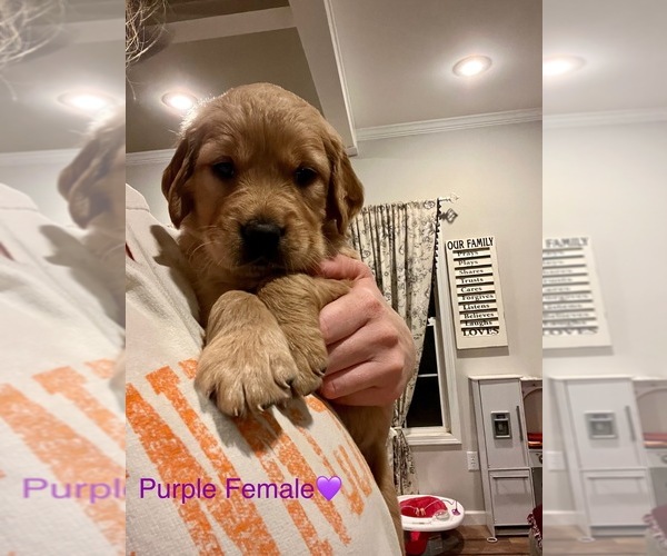 Medium Photo #32  Breeder Profile in SWEETWATER, TN, USA