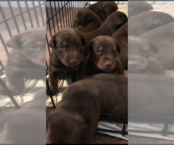 Medium Photo #1  Breeder Profile in ANTIOCH, TN, USA