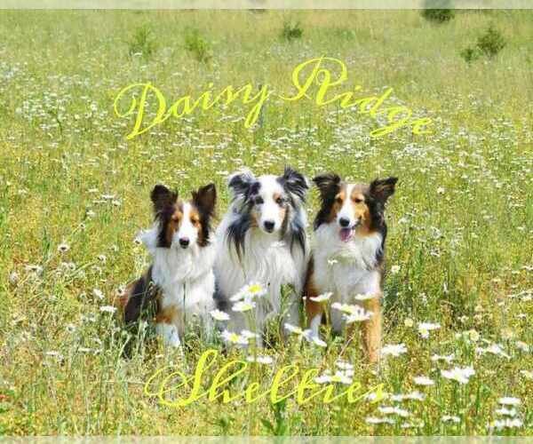 Medium Photo #1  Breeder Profile in UPPER TRACT, WV, USA