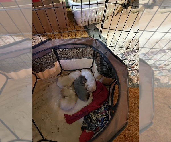 Medium Photo #1  Breeder Profile in EVERETT, PA, USA