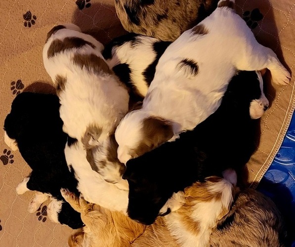Medium Photo #10  Breeder Profile in PASCO, WA, USA