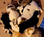 Small #9 Breeder Profile image