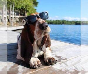 Basset Hound Dog Breeder near SALEM, WV, USA