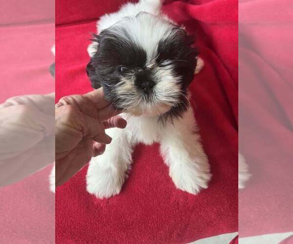 Medium Photo #1  Breeder Profile in WINGATE, NC, USA