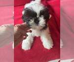 Small breeder photo