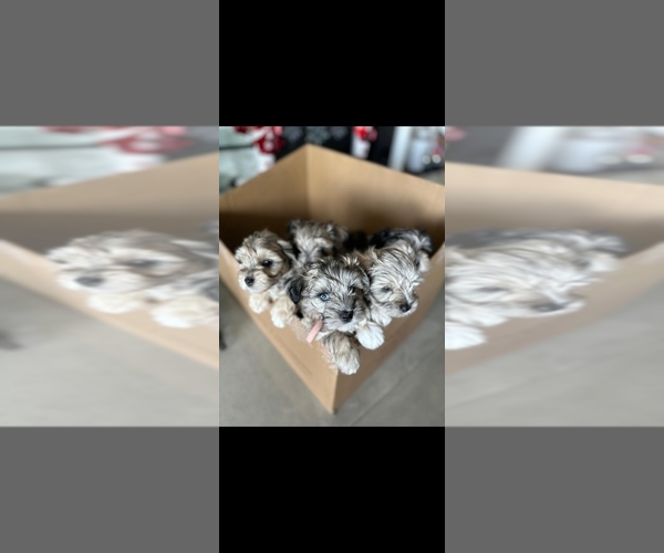 Medium Photo #7  Breeder Profile in LEHIGH ACRES, FL, USA