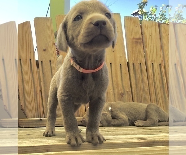 Medium Photo #8  Breeder Profile in WARNER SPRINGS, CA, USA