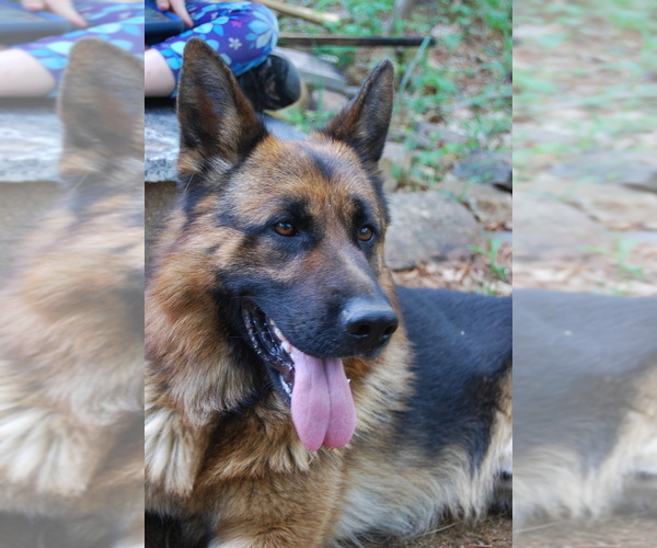 Medium Photo #1  Breeder Profile in S WILLINGTON, CT, USA