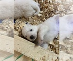 Small #3 Breeder Profile image