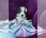 Small #11 Breeder Profile image