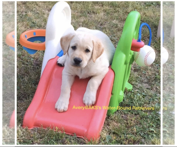 Medium Photo #21  Breeder Profile in NEWPORT, NC, USA