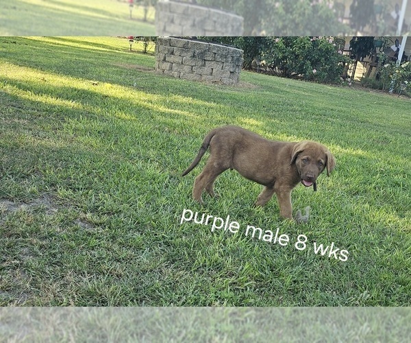 Medium Photo #2  Breeder Profile in Cordele, GA, USA
