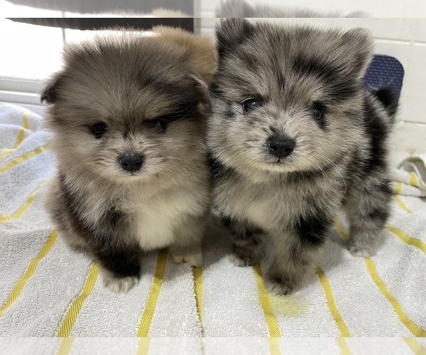 Medium Photo #1  Breeder Profile in AUBURNDALE, FL, USA
