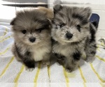 Small breeder photo