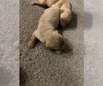 Small #1 Breeder Profile image