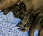 Small #4 Breeder Profile image