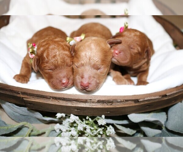 Medium Photo #2  Breeder Profile in REPUBLIC, MO, USA