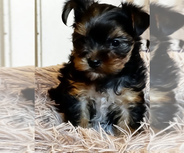 Medium Photo #13  Breeder Profile in MACON, GA, USA