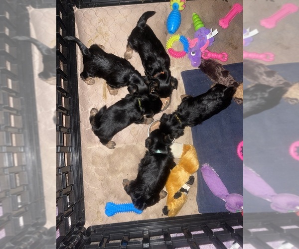 Medium Photo #7  Breeder Profile in WOODBRIDGE, VA, USA