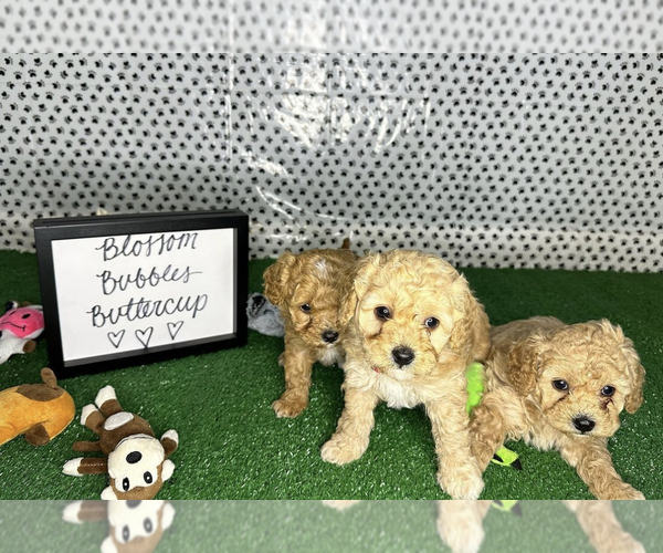 Medium Photo #2  Breeder Profile in DALY CITY, CA, USA