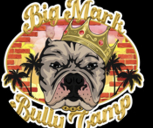 American Bully Dog Breeder near TAMPA, FL, USA
