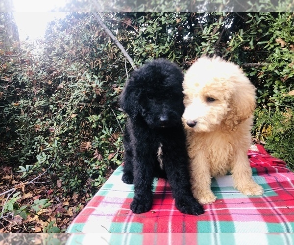 Medium Photo #1  Breeder Profile in GAFFNEY, SC, USA