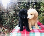 Small breeder photo